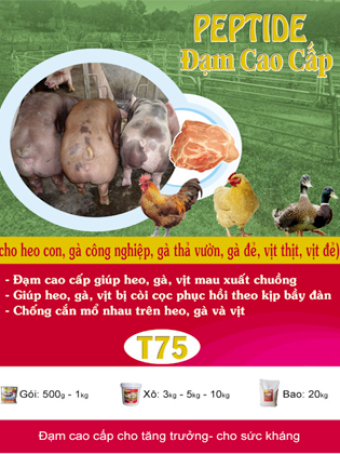 T75 - Peptide – Đạm Cao Cấp ( tan )