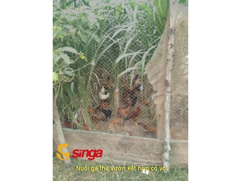 Nuôi Gà Thả Vườn Kết Hợp Cỏ Voi
