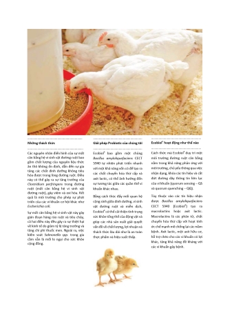 Ecobiol poultry